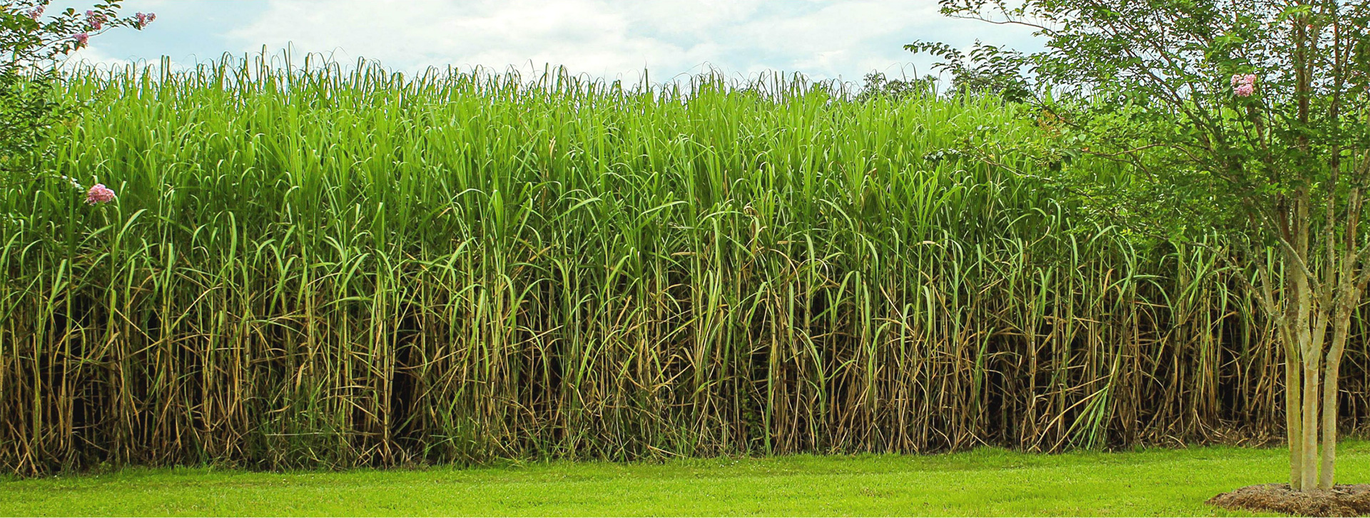 Бразилия сахарный тростник. Плантации сахарного тростника. Куба сахарный тростник плантации. Сахарный тростник в Бразилии. Сахарный тростник в Египте.